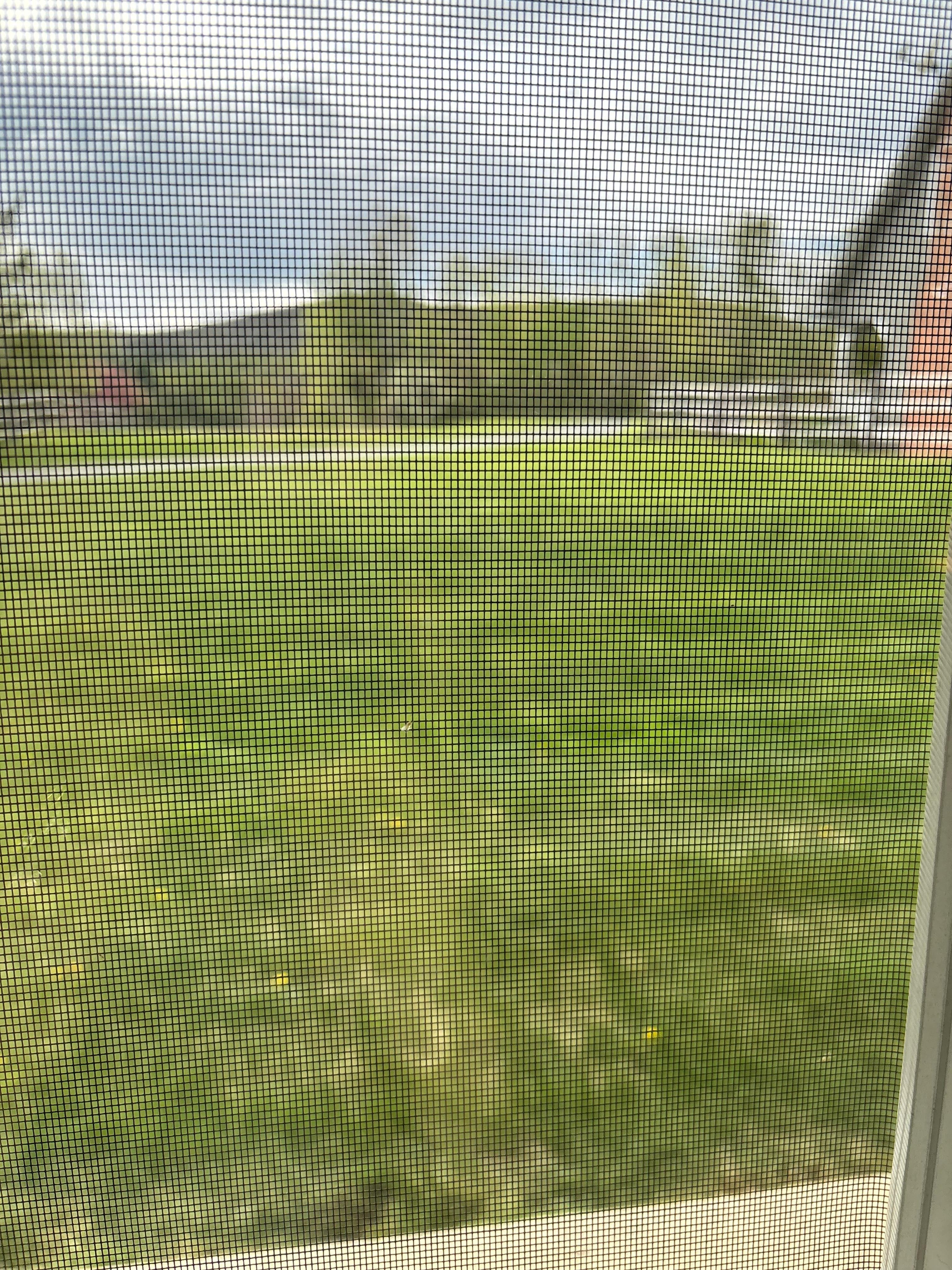 Patio view
