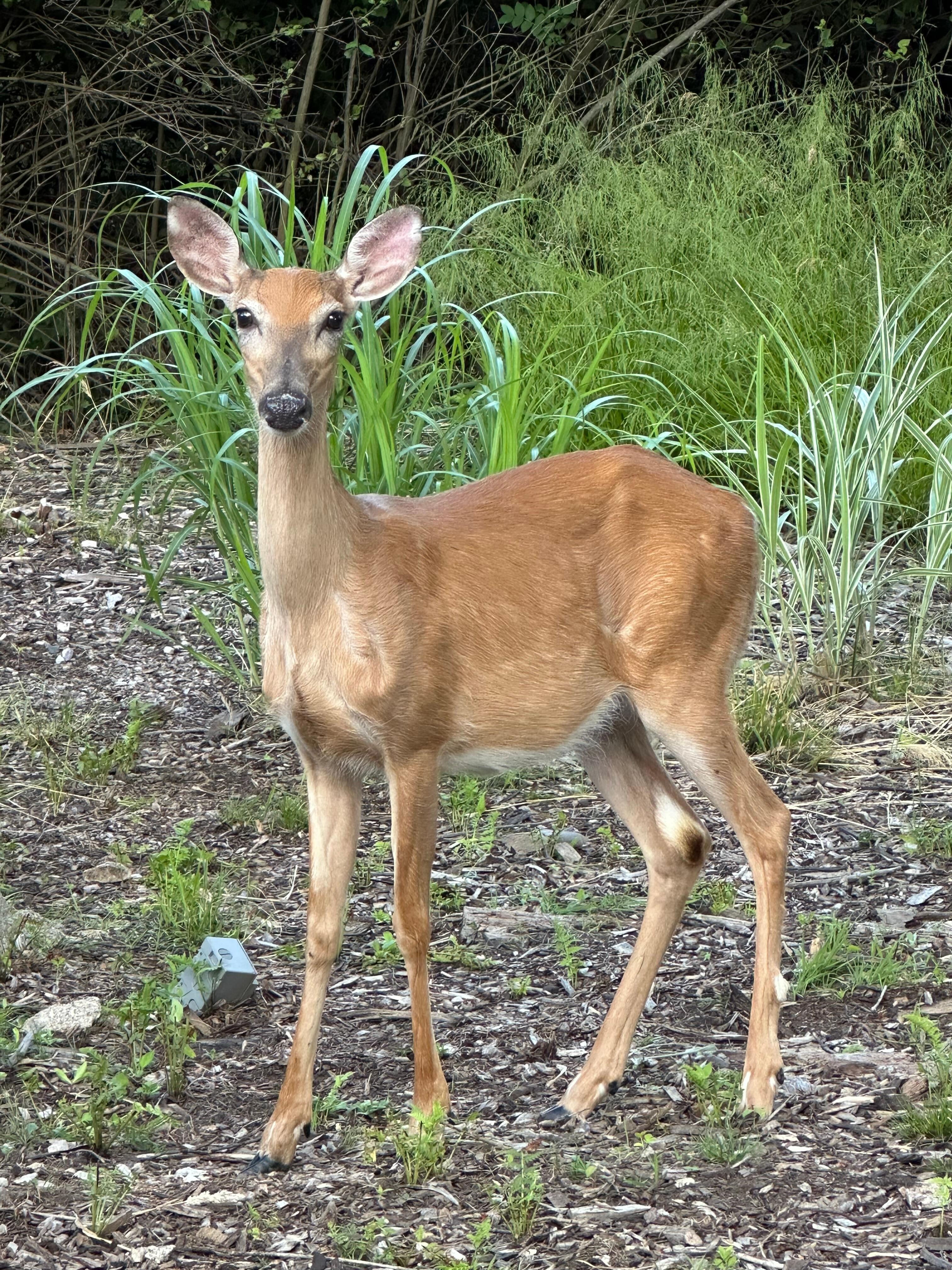 Friendly visitor in the backyard