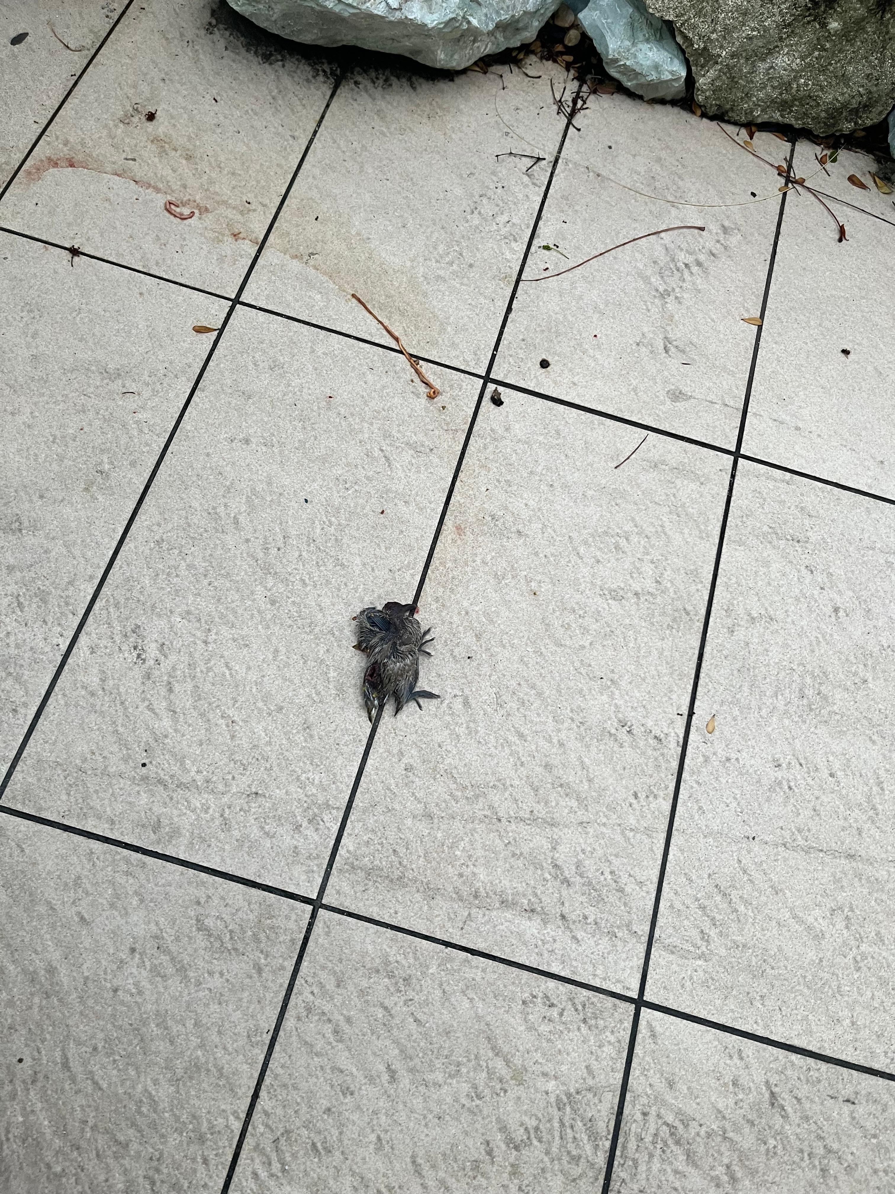 Dead bird on the path to my room