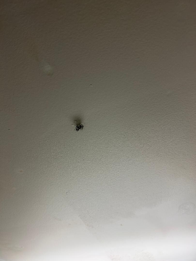Hair on the ceiling