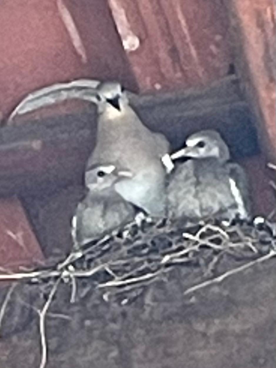 Pool guests.  One grew and flew the other still a scardy cat. 