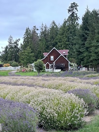 View from the farm store