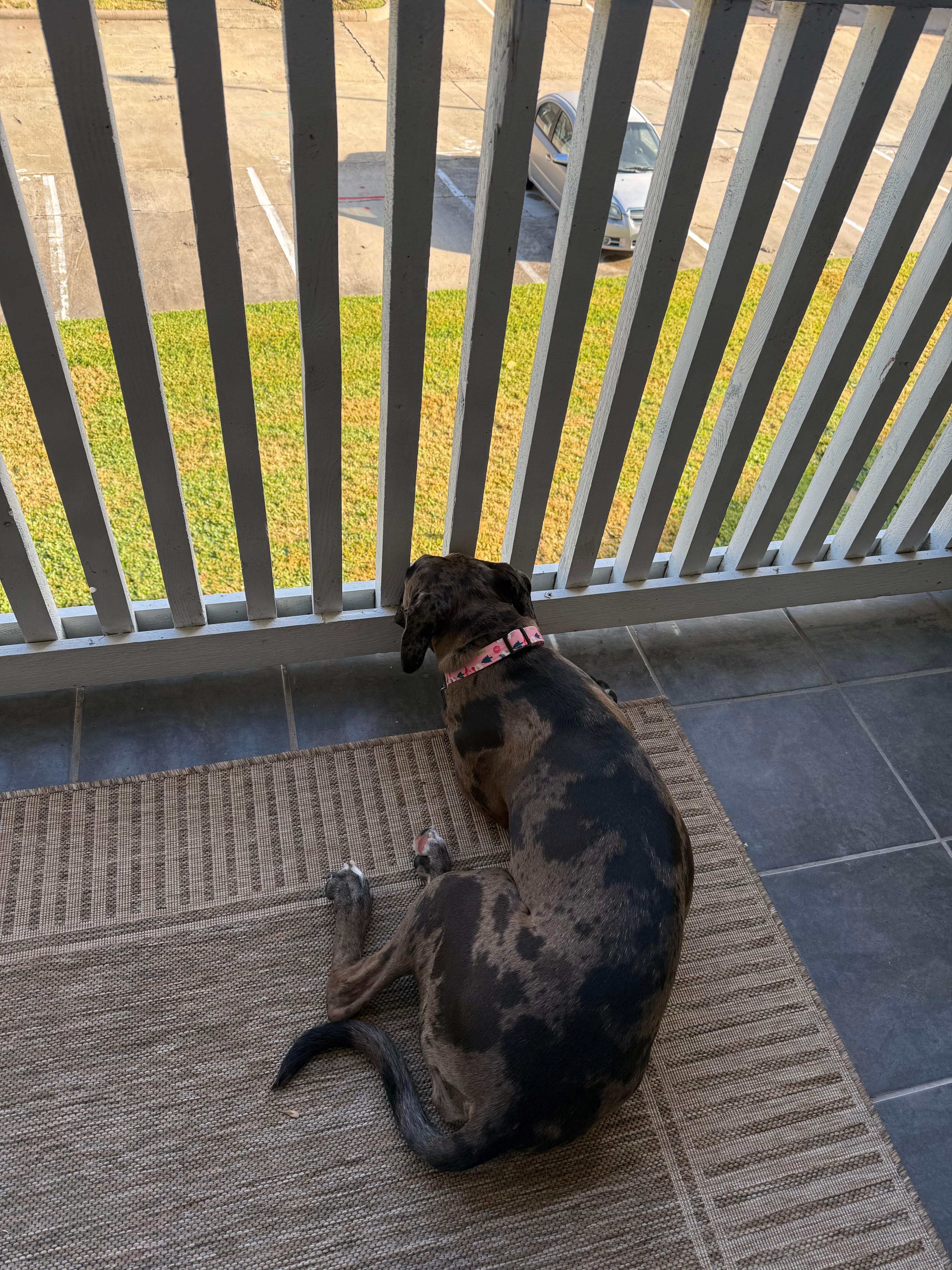 Our pup loved that she got to join!