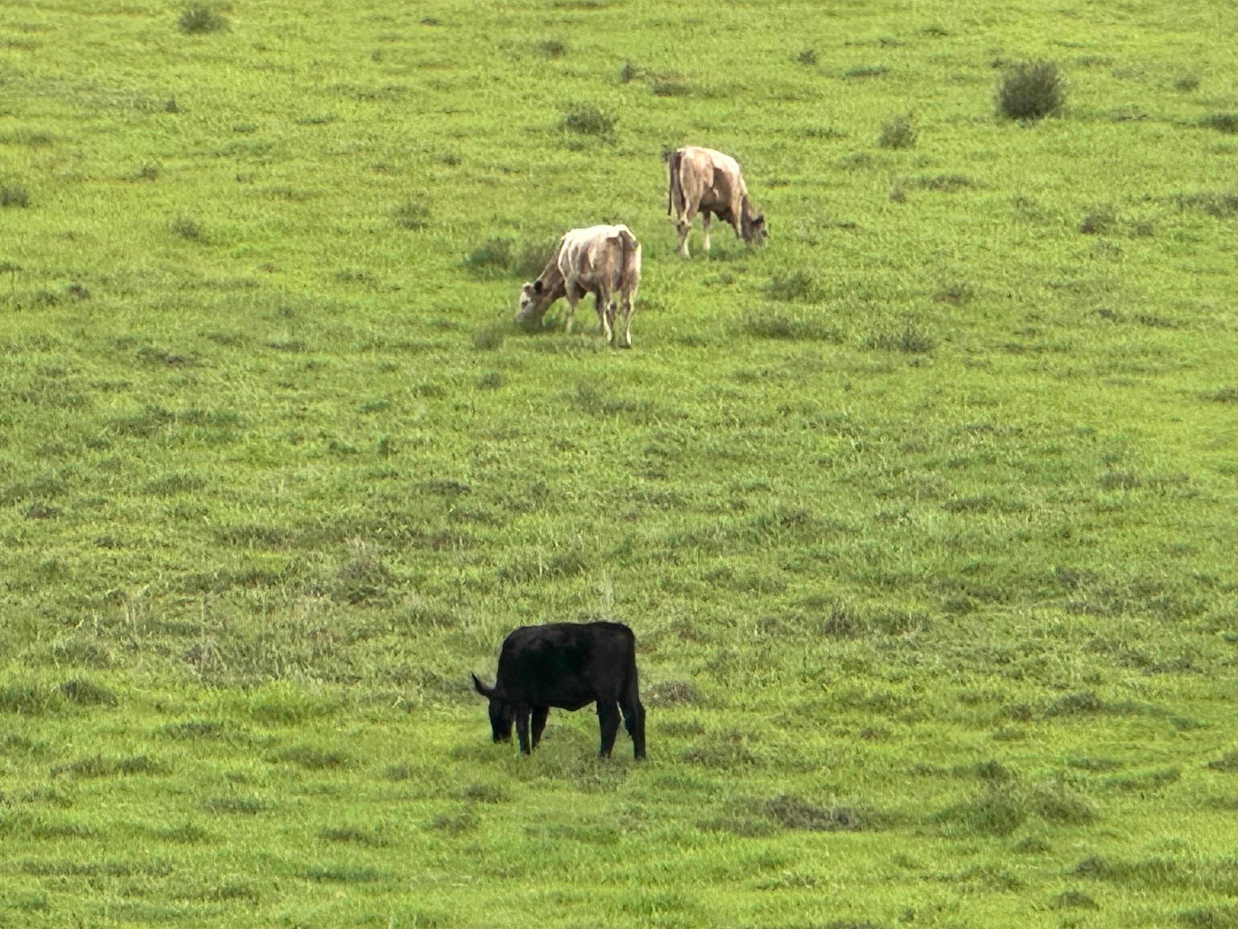 lots of dairy cows to watch 