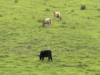 lots of dairy cows to watch