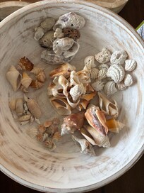 Shells from Bowman Beach (Sanibel Island)