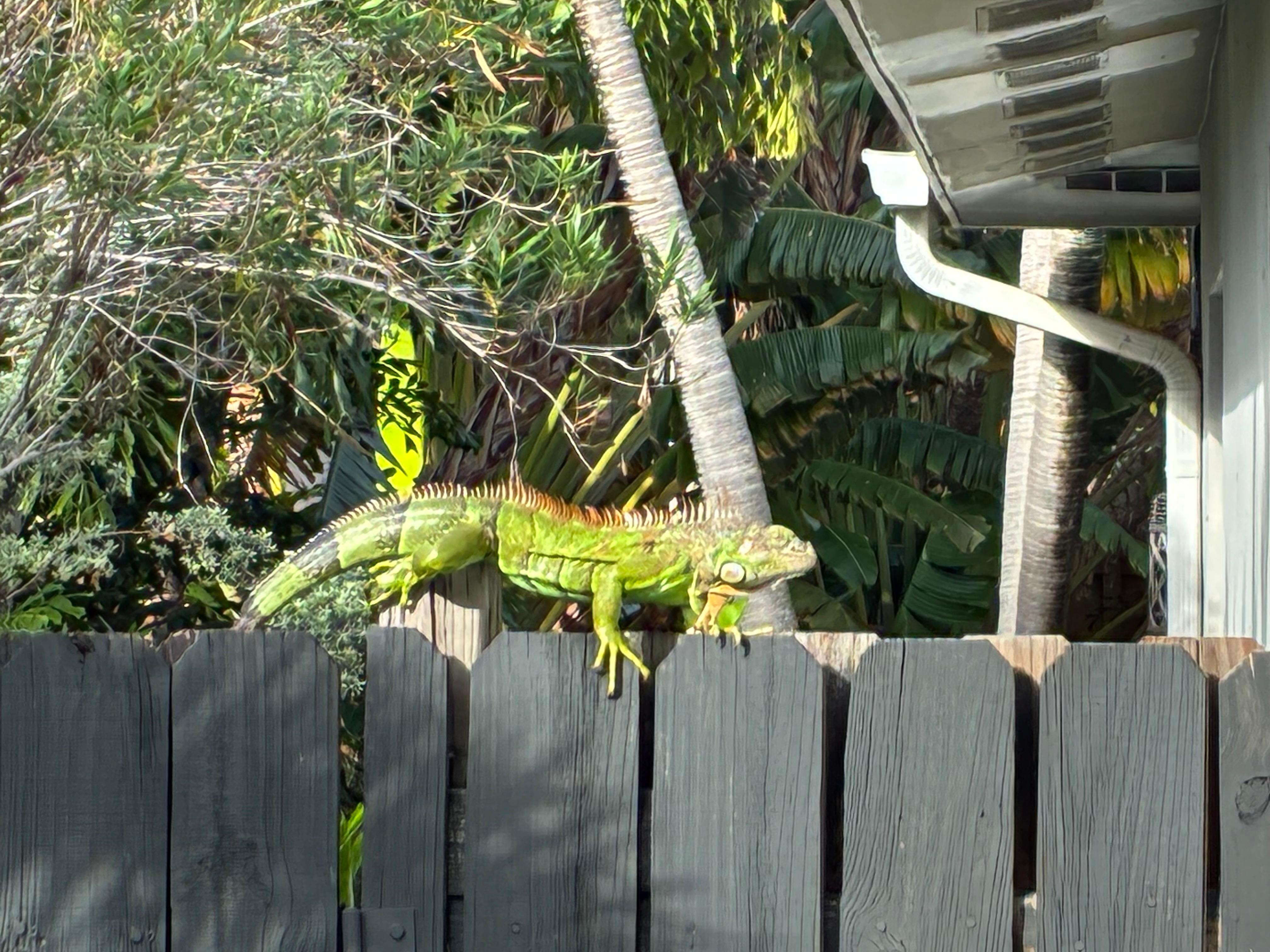 Neighborhood Enforcer 