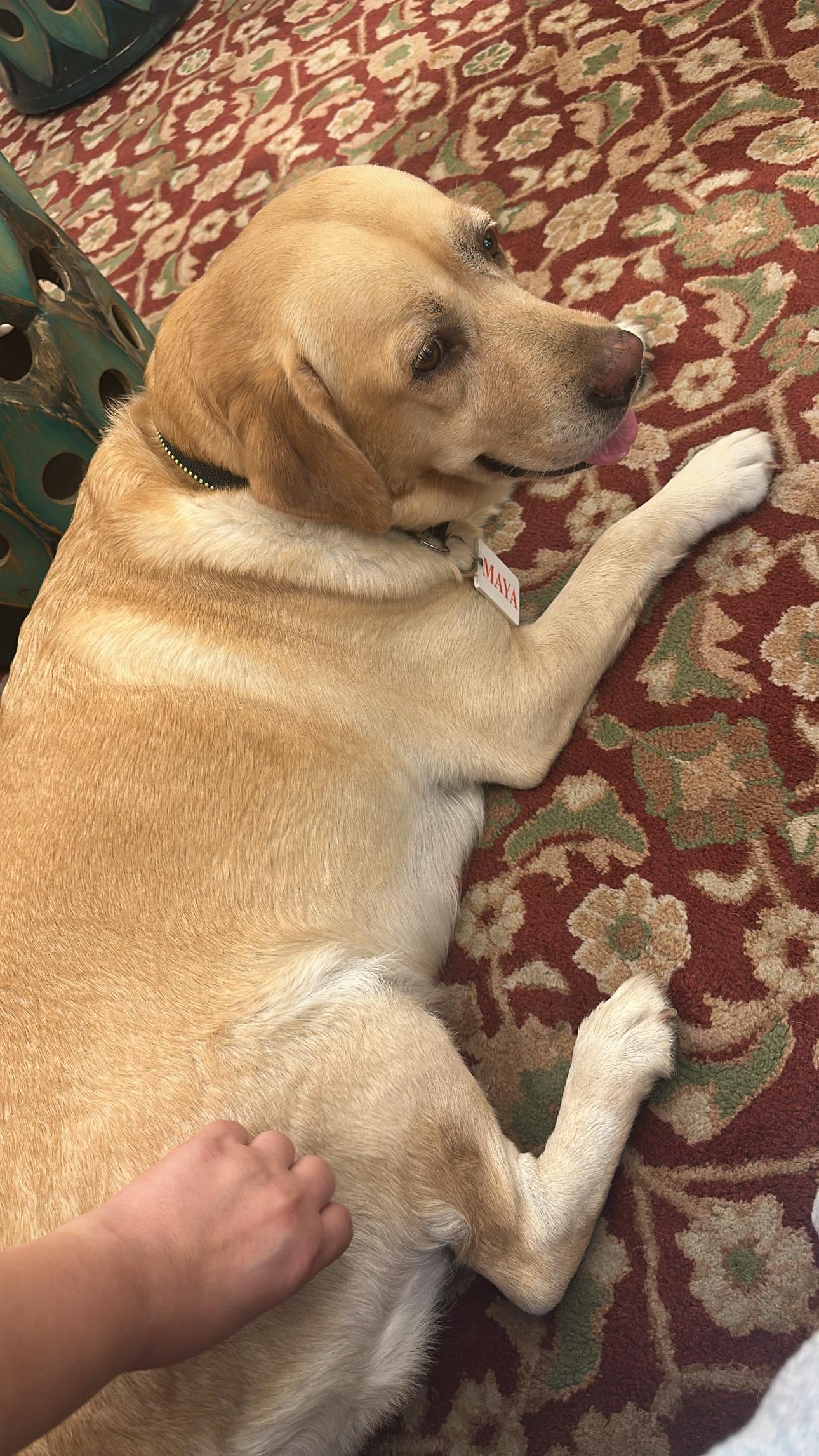Sweet Maya greeting us as we checked in.