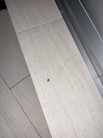 Faeces on the floor