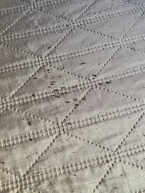Termites on bed