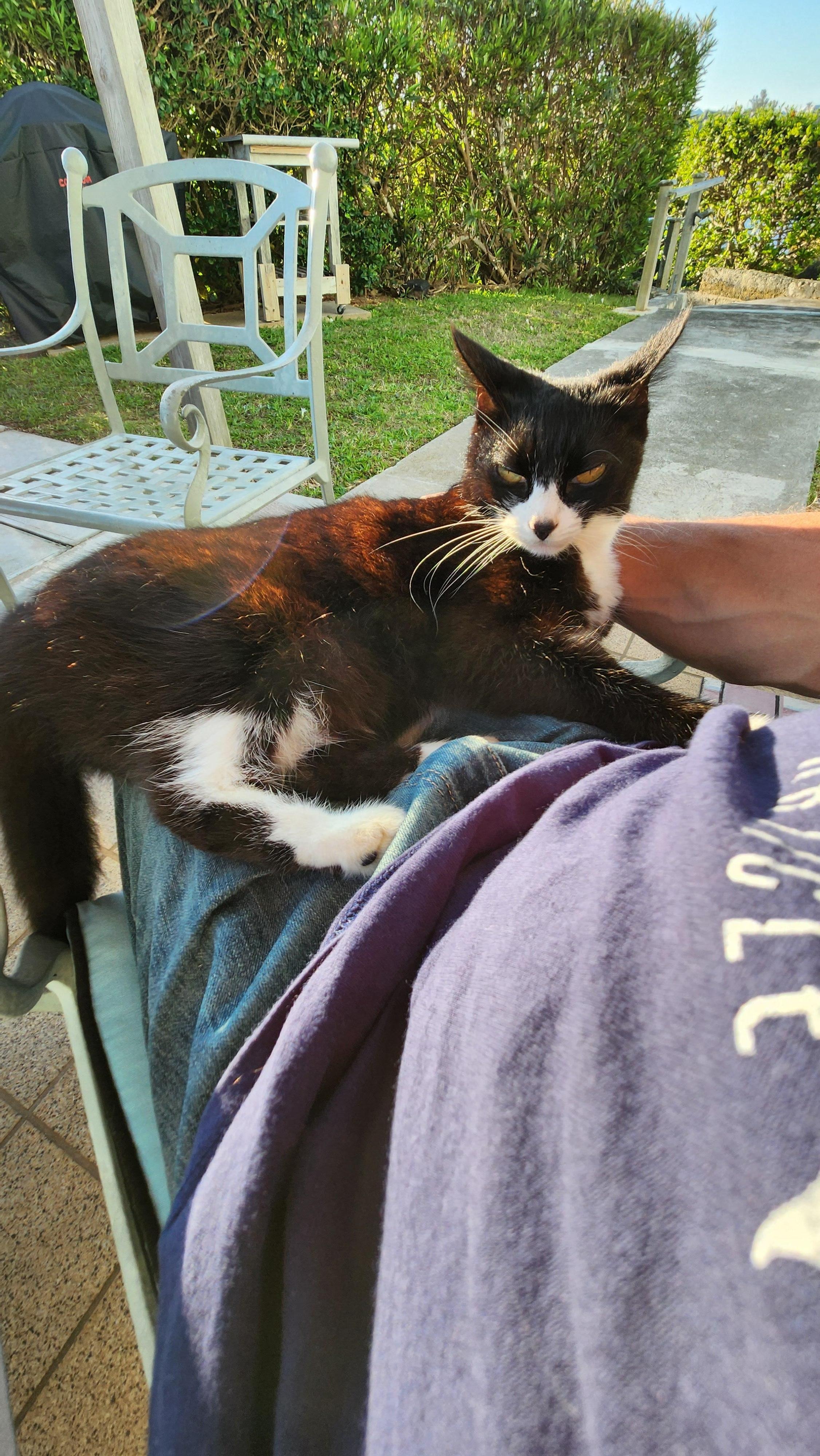 Ellie the Queen Kitty