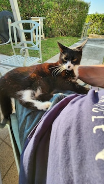 Ellie the Queen Kitty