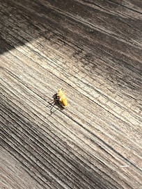 dead roaches AND the random live one throughout the unit