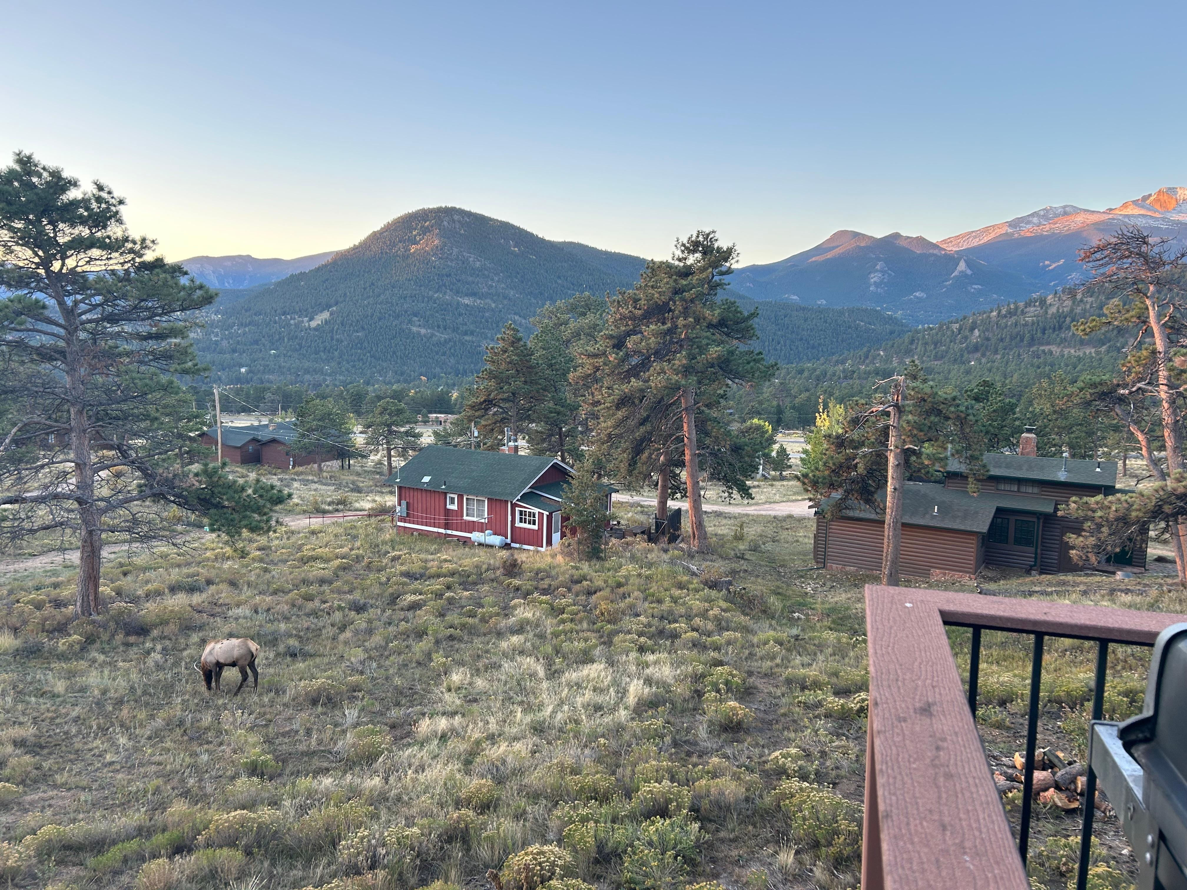 Looking from the deck at the Elk that approached our area