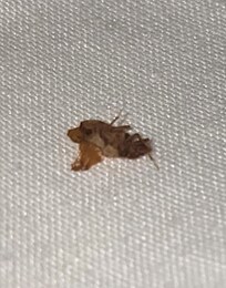 Bed bug remains after smashing