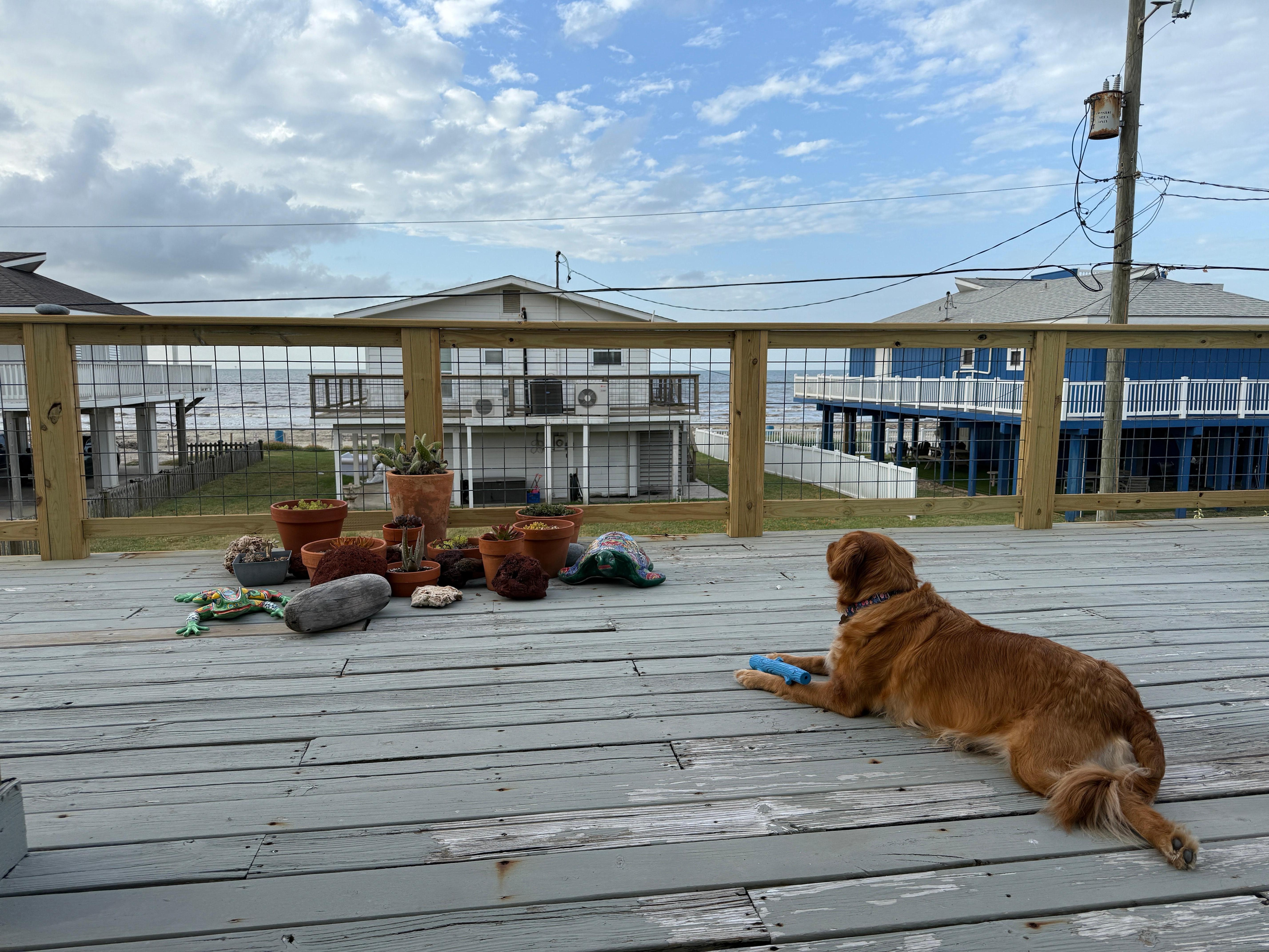 Our pup loved it too.