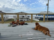 Our pup loved it too.