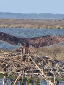 Nature trail in Corolla and Osprey nest