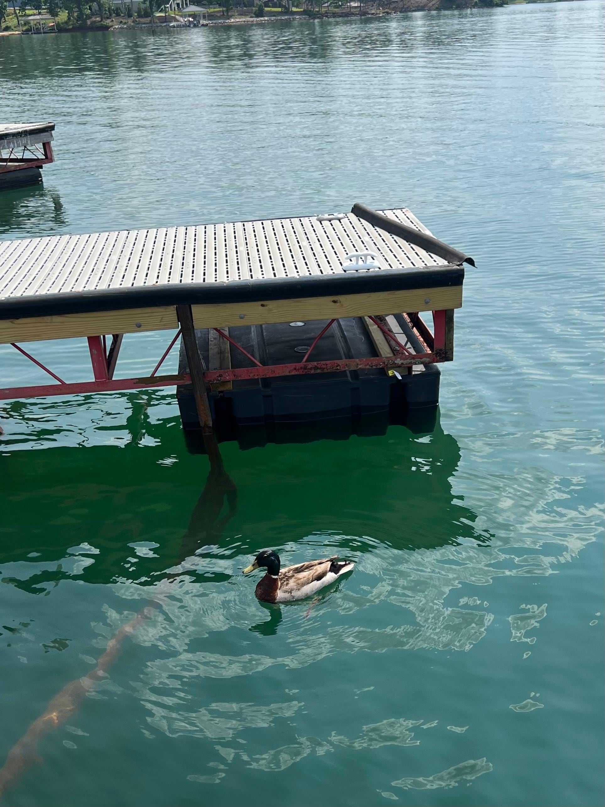 Mallard 🦆 at the dock when we stopped to eat at the waterside restaurant. 