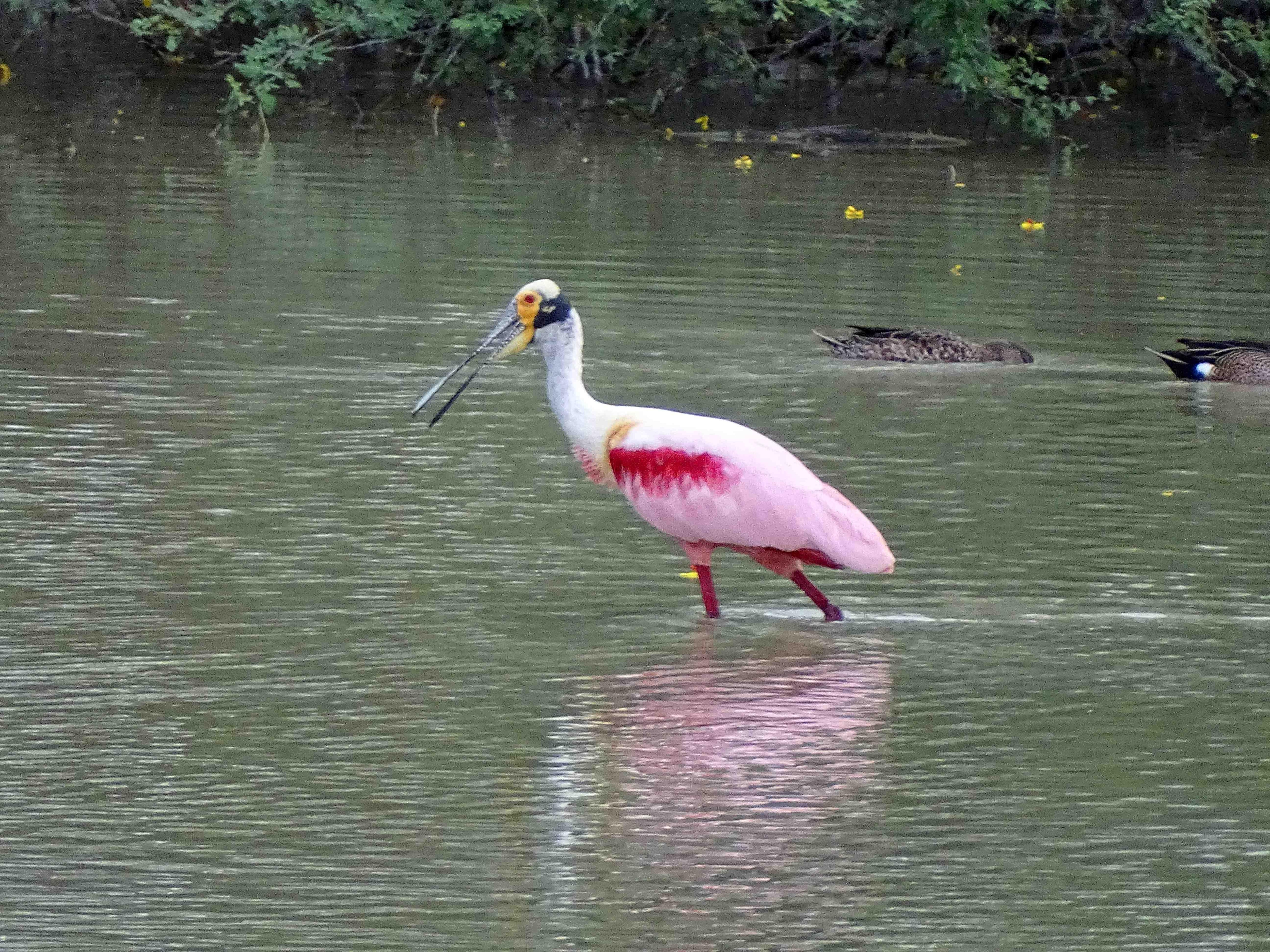 Roseate Spoonbill in the lake
