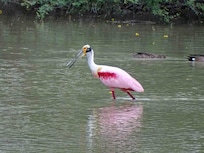 Roseate Spoonbill in the lake