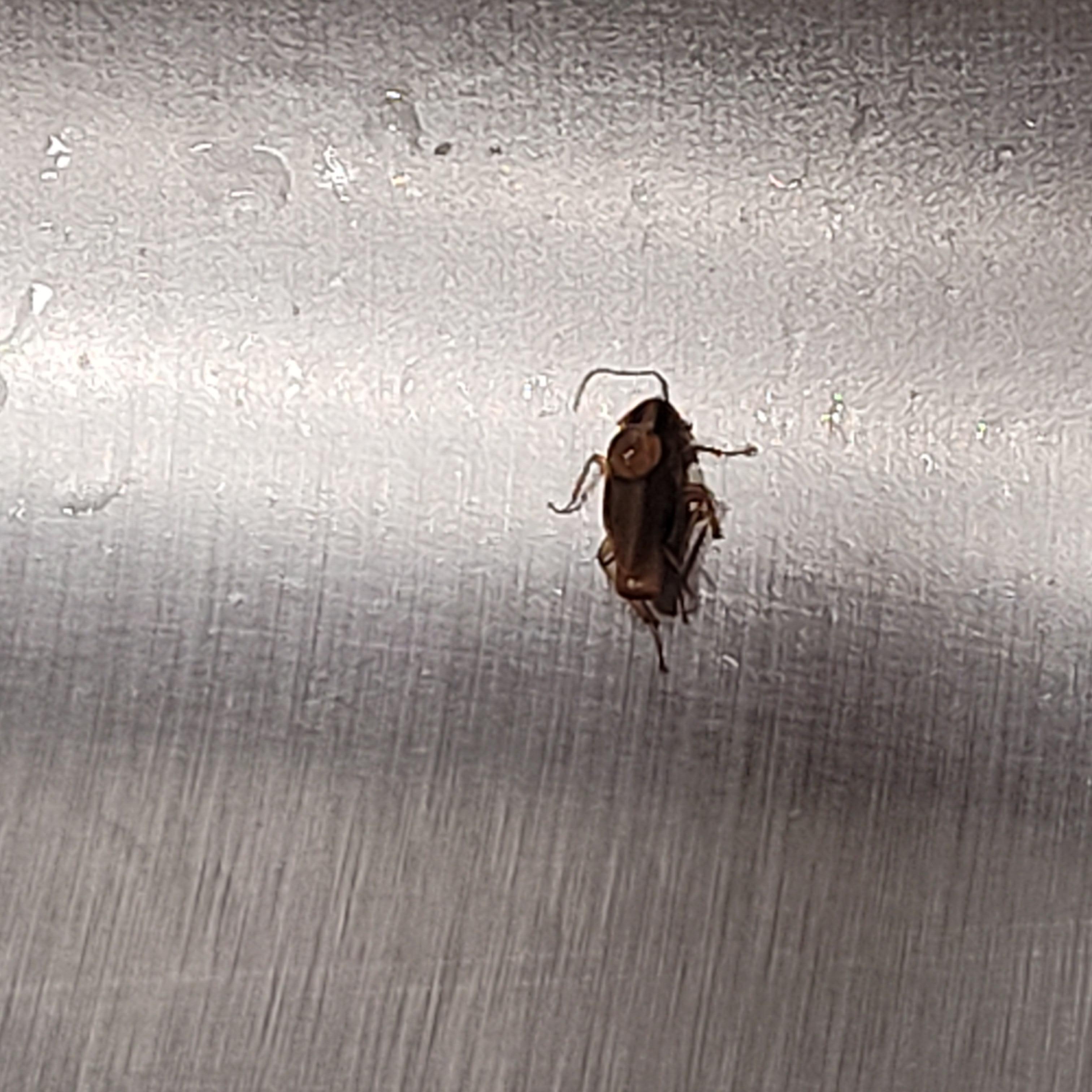 One of the roaches in the kitchen!