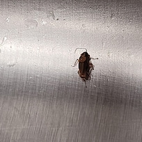 One of the roaches in the kitchen!