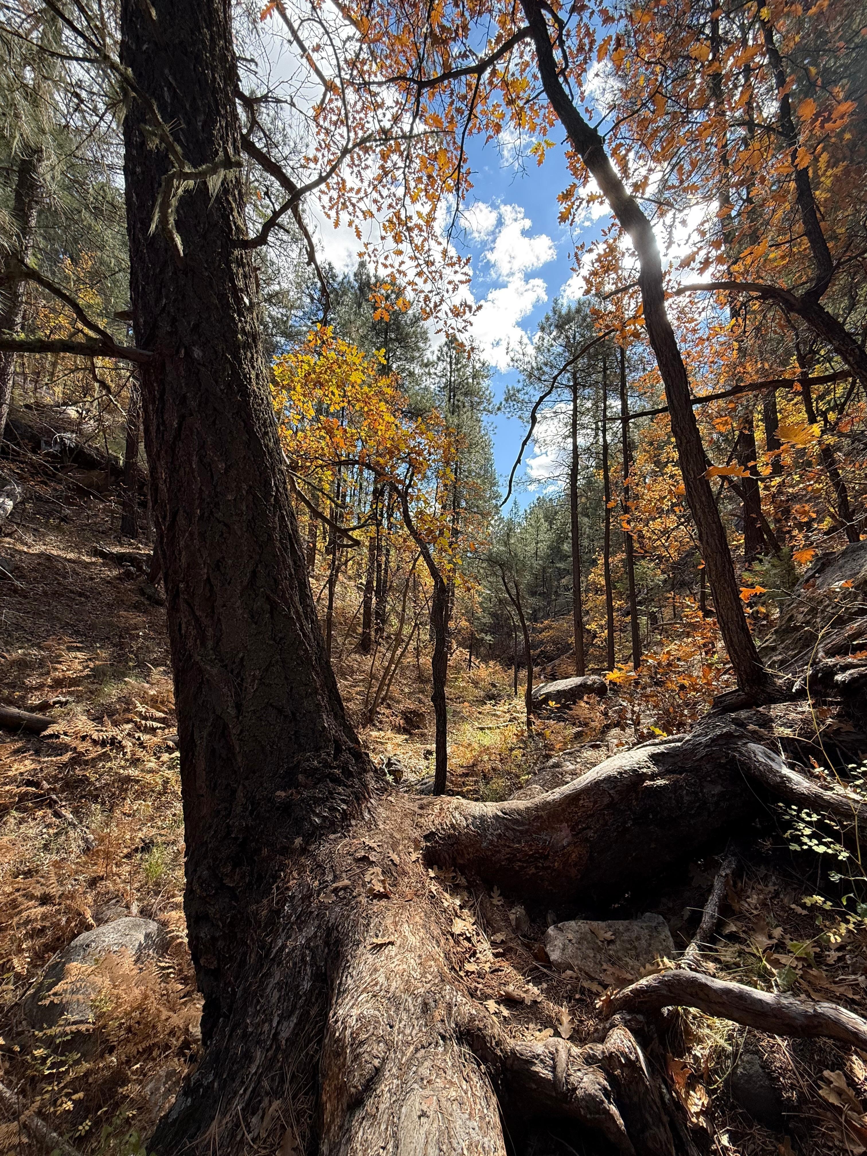 Fall in Kelly Pocket