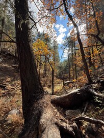 Fall in Kelly Pocket