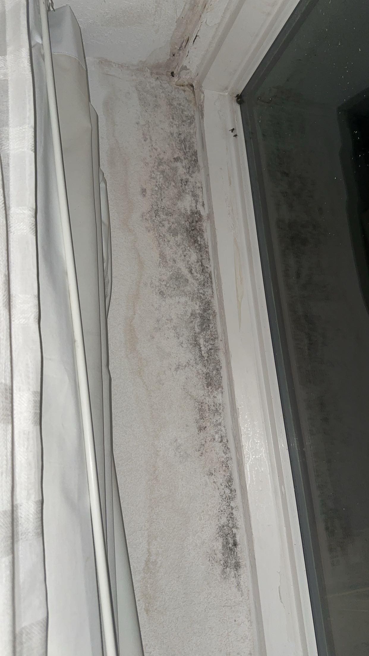 Black mold on the wall by the window. 