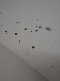 Mold/Mildew on ceiling near wall vent in living room