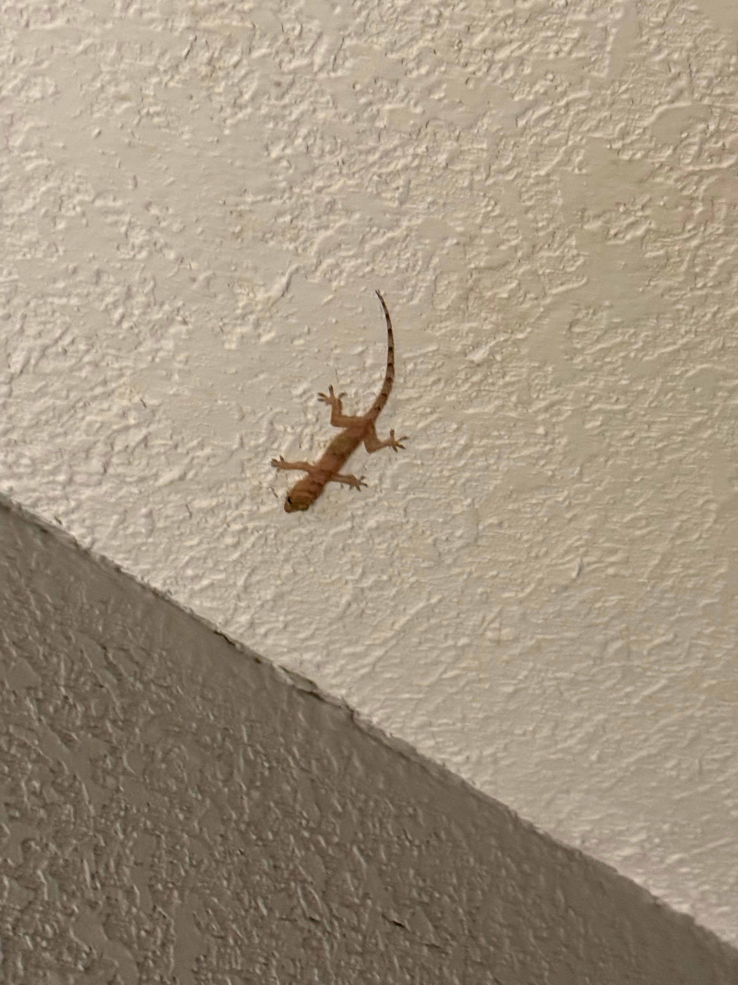 Lizard in room after switching from first room.