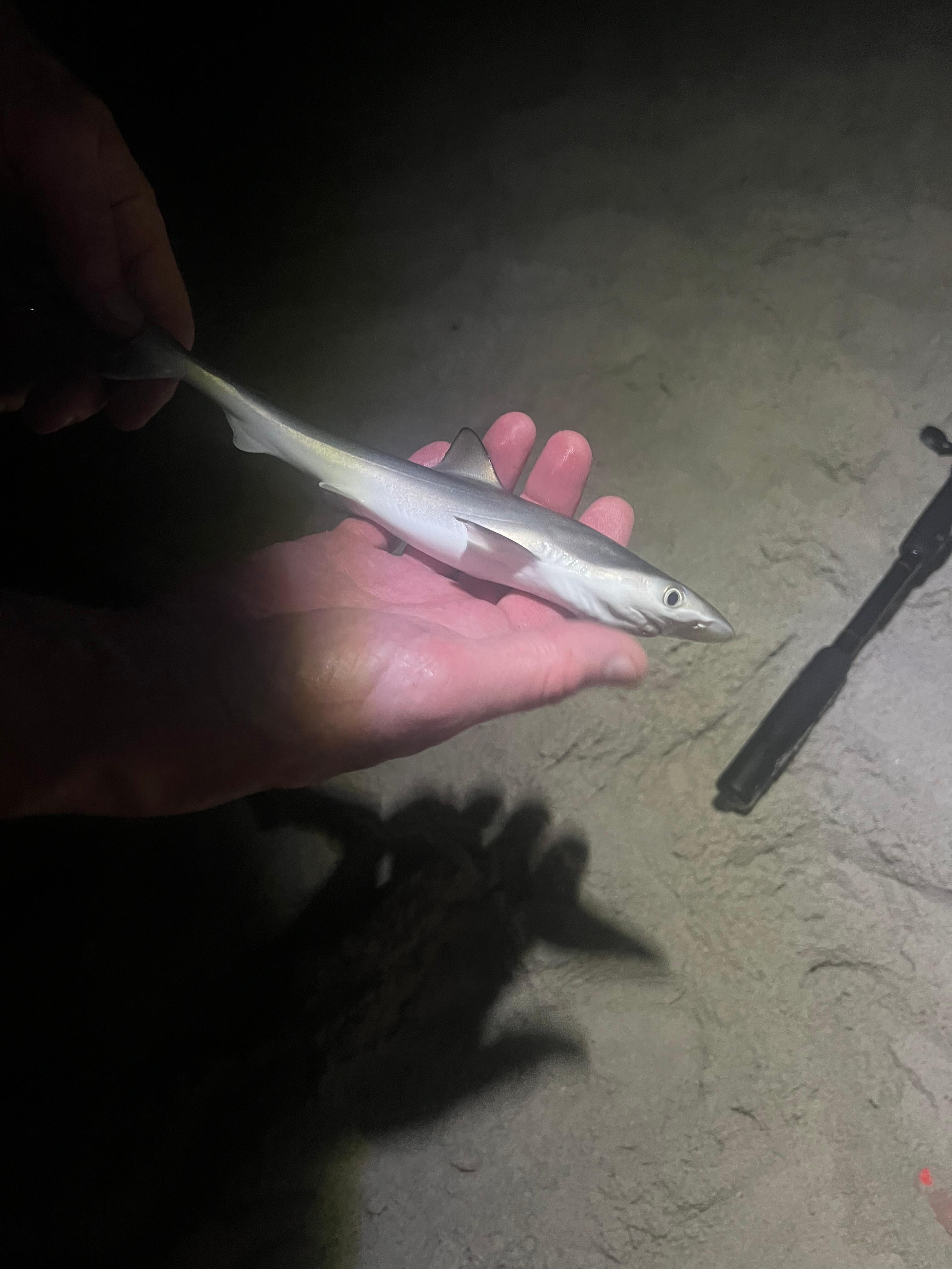 Night fishing out front catching baby sharks.