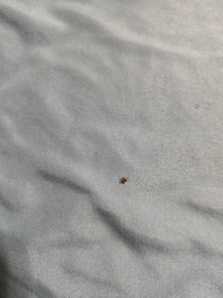 Bug