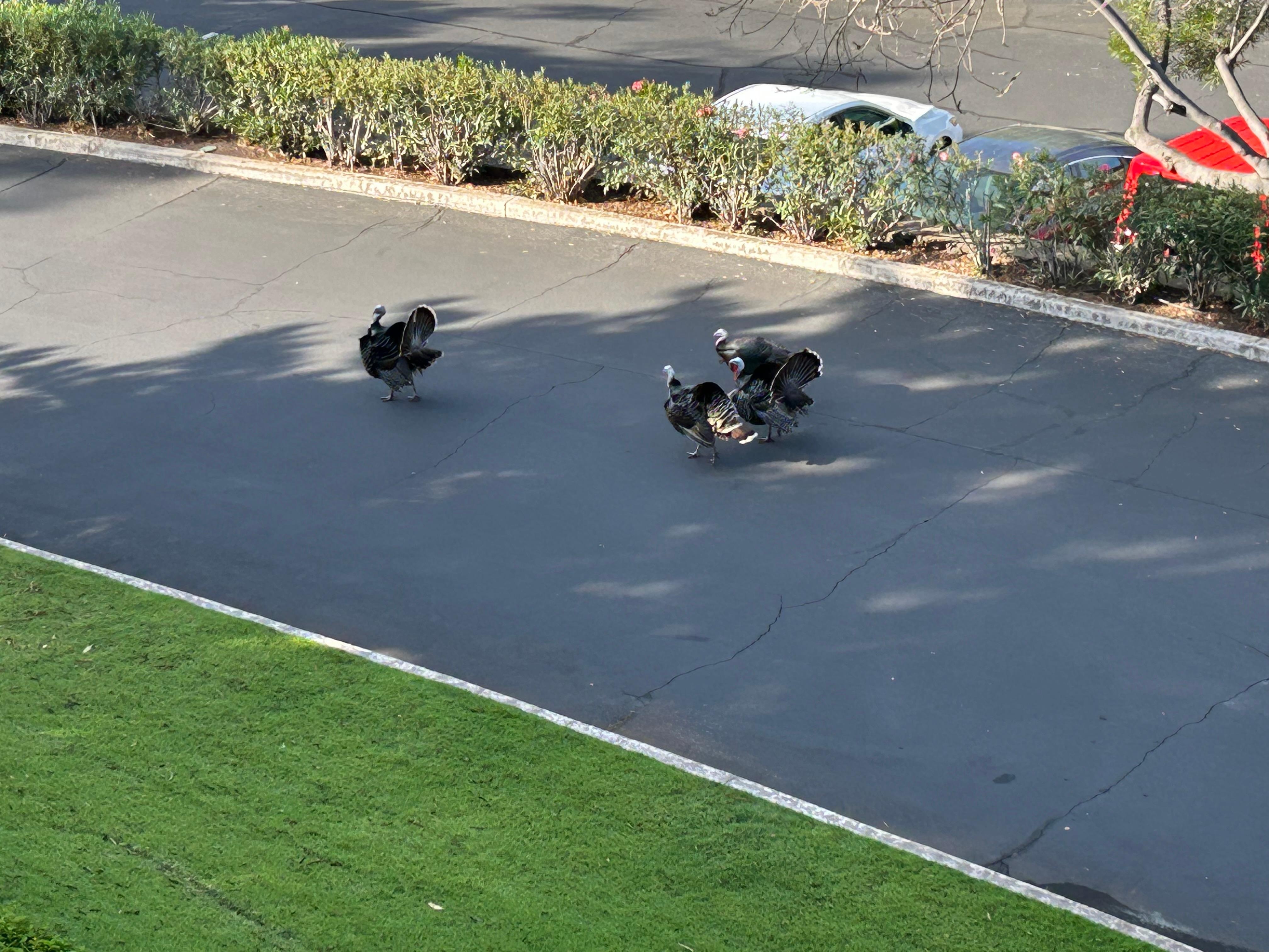 Wild turkeys for the wake up call