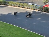 Wild turkeys for the wake up call