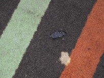 Feces in hallway, 2 days