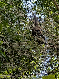 Howler monkey