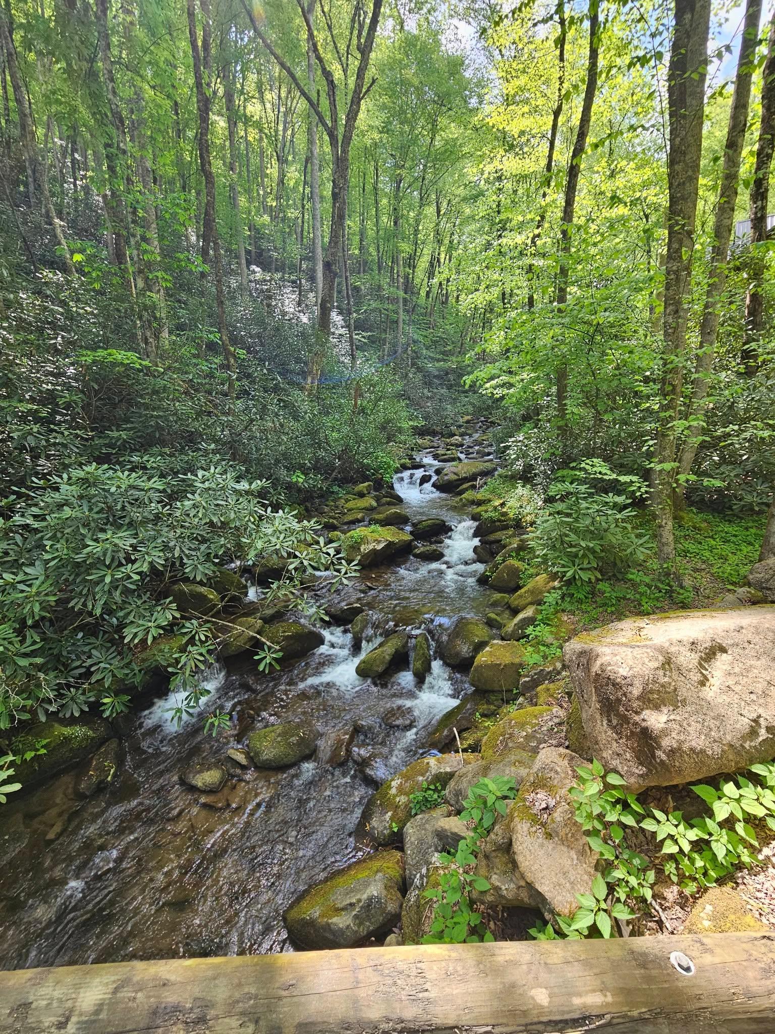 Stream by the Cabin