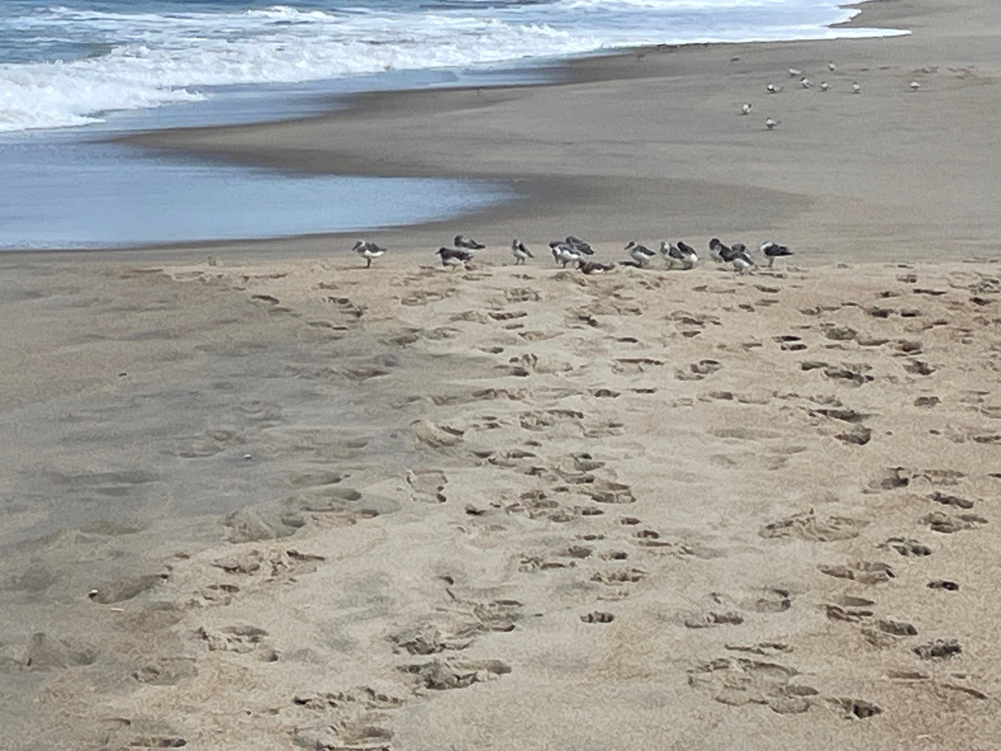 Sandpipers!