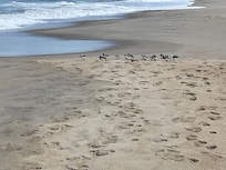Sandpipers!