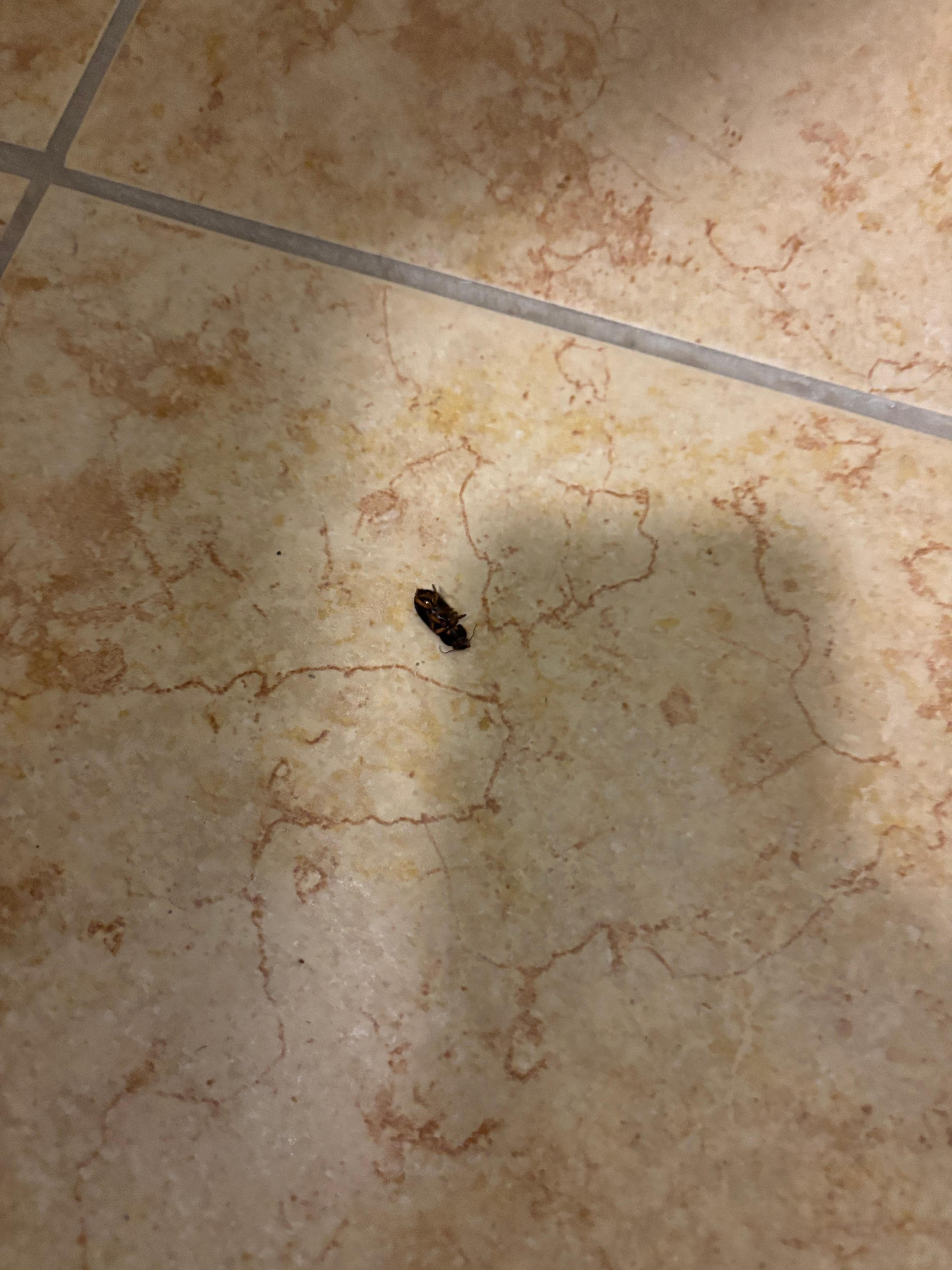 Bug in bathroom 
