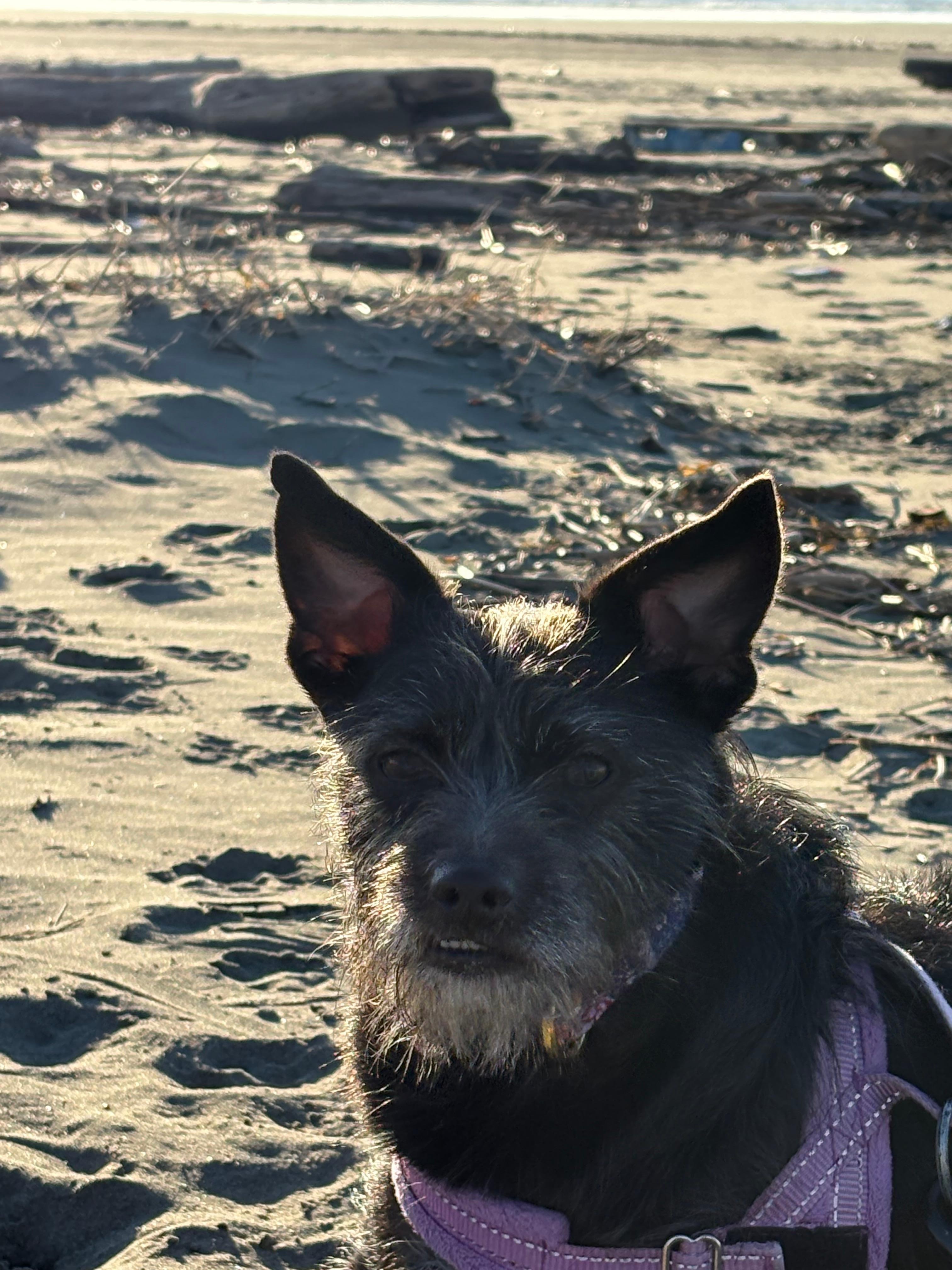 First time at the beach