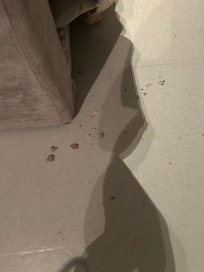 Nut shells fell from the sofa bed