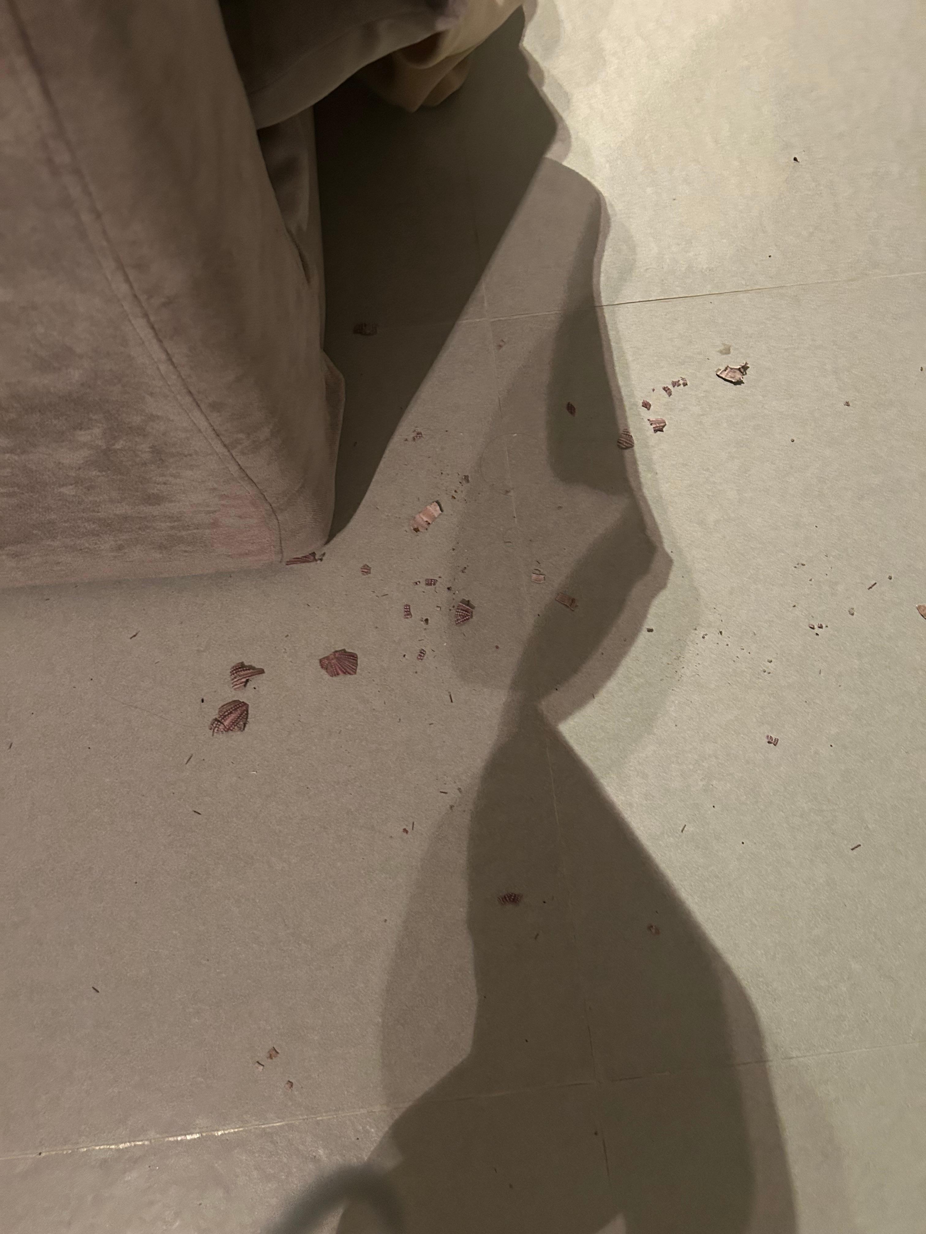 Nut shells fell from the sofa bed