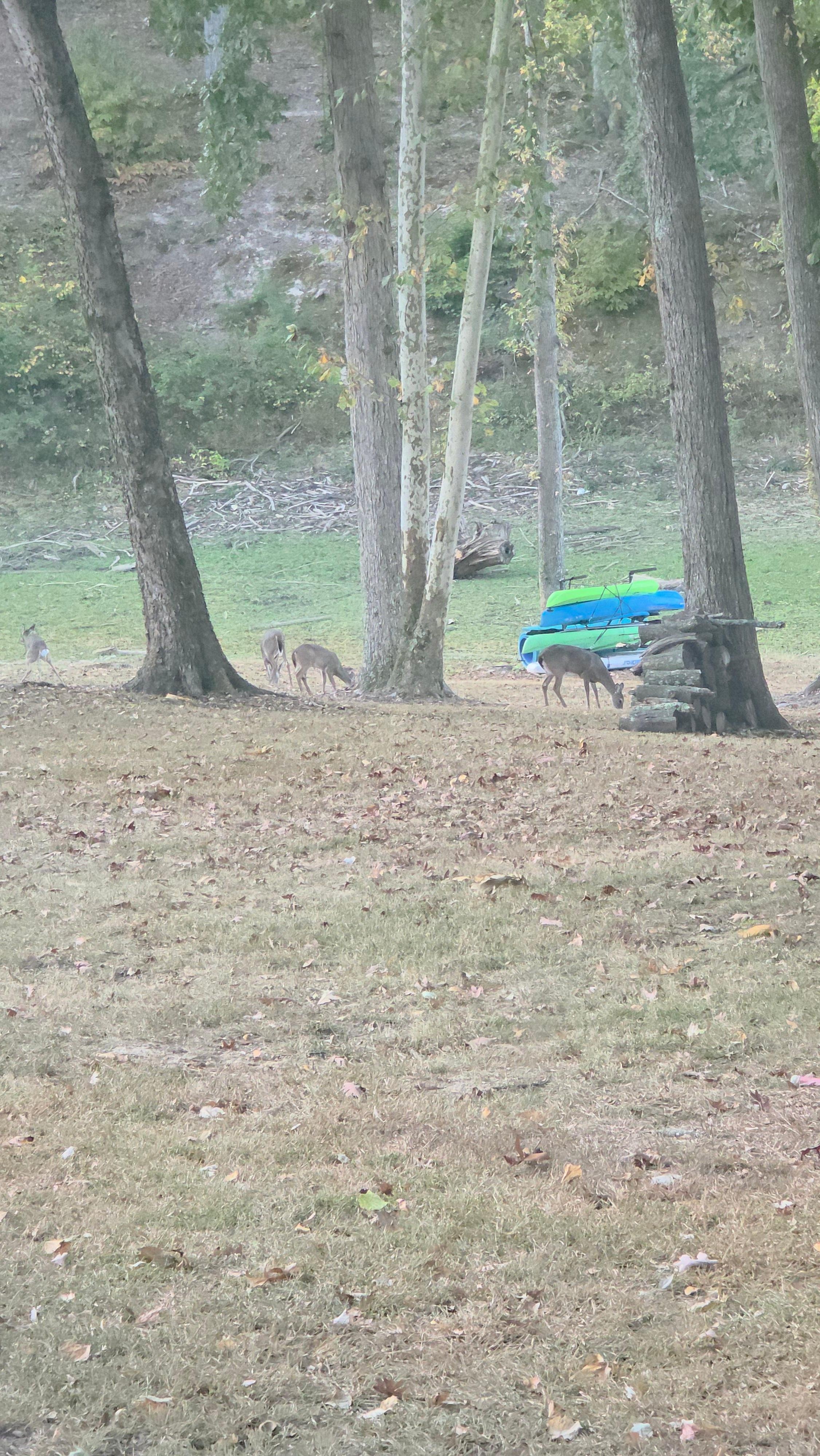 The deer in the morning nibbling in the yard 