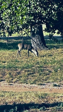 I love nature this place was perfect for my husband and I to reconnect with each other