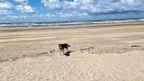 Strand mit Hund