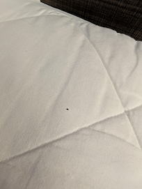 Another bed bug