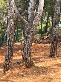 La lumière dorée du sud